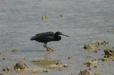 Eastern Reef Egret<br>(Egretta sacra)