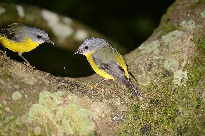 Eastern Yellow Robin<br>(Eopsaltria australis)