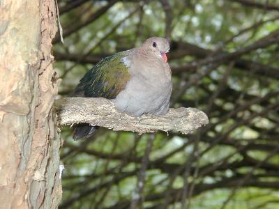 Emerald Dove<br>(Chalcophaps indica)