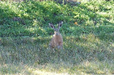 European Hare<br>(Lepus europaeus)