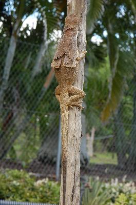 Frill-Necked Dragon<br>(Chlamydosaurus kingii)