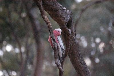 Galah<br>(Eolophus roseicapillus)