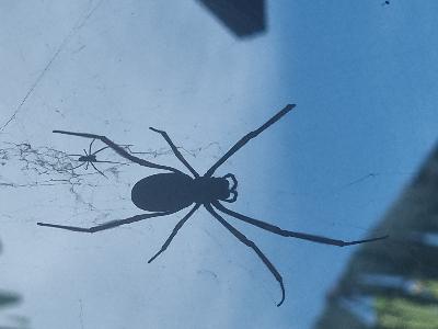 Golden Orbweavers<br>(Nephila sp)