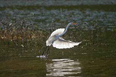 Great Egret<br>(Ardea alba)