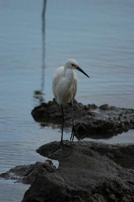 Intermediate Egret<br>(Ardea intermedia)