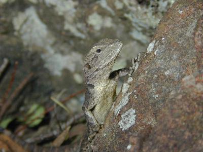 Jacky Dragon<br>(Amphibolurus muricatus)