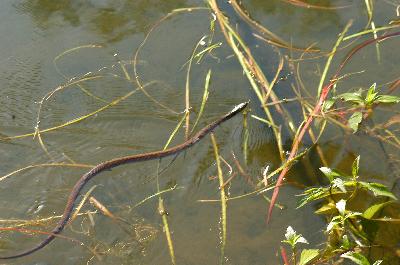 Keelback<br>(Tropidonophis mairii)