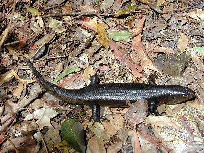 Land Mullet<br>(Bellatorias major)