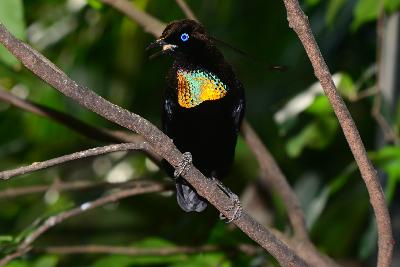 Lawes's parotia<br>(Parotia lawesii)