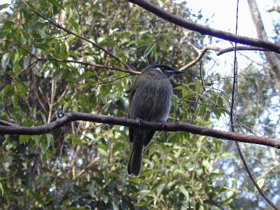 Lewin's Honeyeater<br>(Meliphaga lewinii)