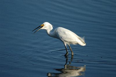 Little Egret<br>(Egretta garzetta)