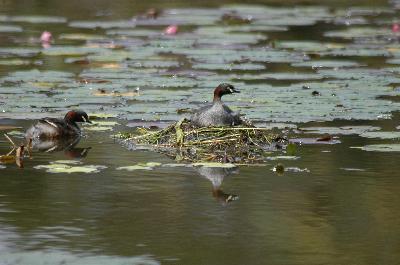 Little Grebe<br>(Tachybaptus ruficollis)