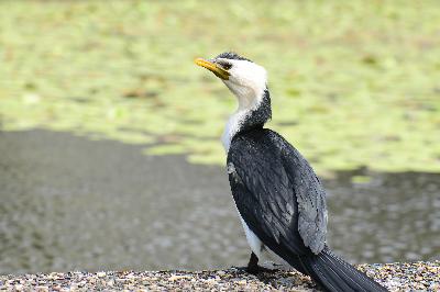 Little Pied Cormorant<br>(Microcarbo melanoleucos)