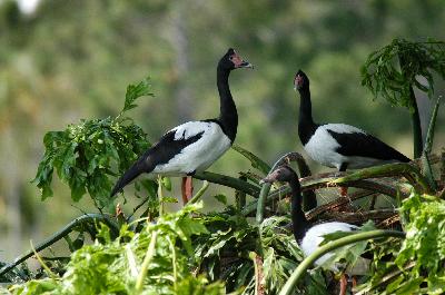 Magpie Goose<br>(Anseranas semipalmata)