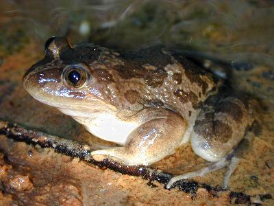 Marbled Frog<br>(Limnodynastes convexiusculus)