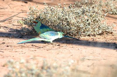 Mulga Parrot<br>(Psephotus varius)