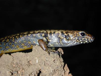 Murray's Skink<br>(Eulamprus murrayi)