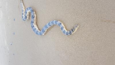 Olive-Headed Sea Snake<br>(Disteira major)