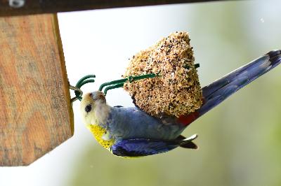 Pale-headed Rosella<br>(Platycercus adscitus)