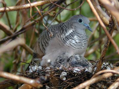 Peaceful Dove<br>(Geopelia striata)