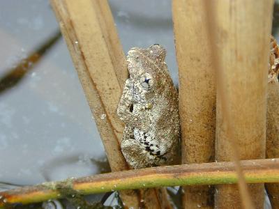 Peron's Tree Frog<br>(Litoria peronii)