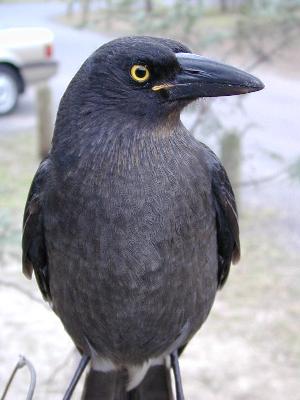 Pied Currawong<br>(Strepera graculina)