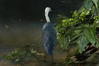 Pied Heron<br>(Egretta picata)