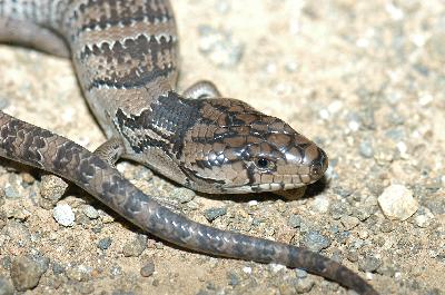 Pink-Tongued Skink<br>(Cyclodomorphus gerrardii)