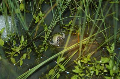 Pobblebonk<br>(Limnodynastes dorsalis)