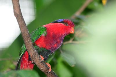 Purple-Bellied Lory<br>(Lorius hypoinochrous)