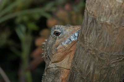 Rainforest Dragon<br>(Hypsilurus spinipes)