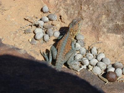 Red-Barred Dragon<br>(Ctenophorus vadnappa)