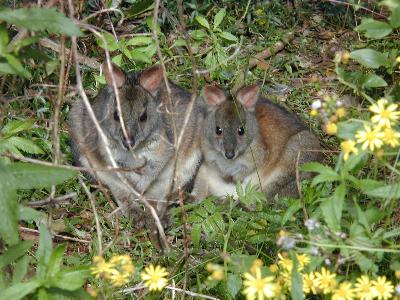 Red-Necked Pademelon<br>(Thylogale thetis)