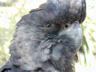 Red-tailed Black-Cockatoo<br>(Calyptorhynchus banksii)