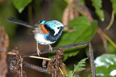 Red-winged Fairy-wren<br>(Malurus elegans)