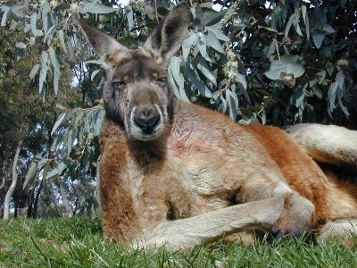 Red Kangaroo<br>(Macropus rufus)