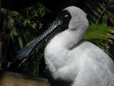 Royal Spoonbill<br>(Platalea regia)