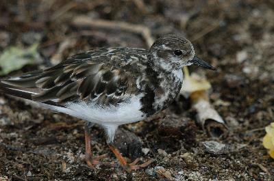 Ruddy Turnstone<br>(Arenaria interpres)