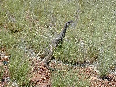 Sand Goanna<br>(Gould's Goanna<br>( Varanus gouldii)