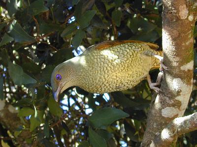 Satin Bowerbird<br>(Ptilonorhynchus violaceus)