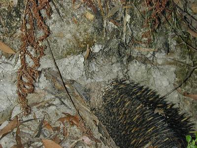 Short-Beaked Echidna<br>(Tachyglossus aculeatus)