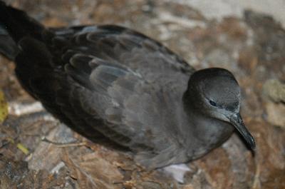 Short-tailed Shearwater<br>(Ardenna tenuirostris)