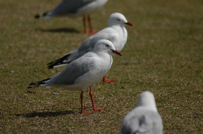 Silver Gull<br>(Chroicocephalus novaehollandiae)