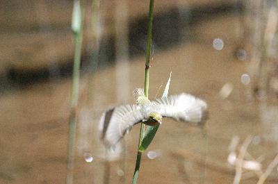 Silvereye<br>(Zosterops lateralis)