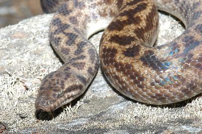 Spotted Python<br>(Antaresia maculosa)