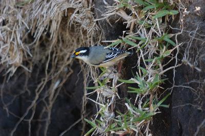 Striated Pardalote<br>(Pardalotus striatus)