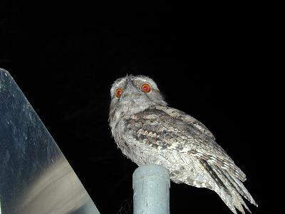 Tawny Frogmouth<br>(Podargus strigoides)