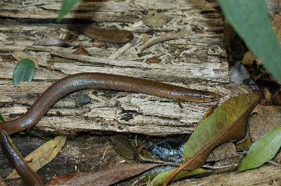 Three-Toed Snake-Tooth Skink<br>(Coeranoscincus reticulatus)