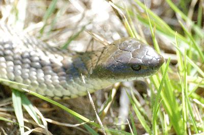 Tiger Snake<br>(Notechis scutatus)