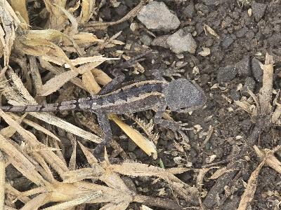 Tommy Roundhead<br>(Diporiphora australis)
